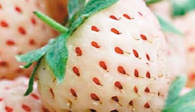 “菠蘿科學獎”數學獎：一根棒棒糖可以舔1000次