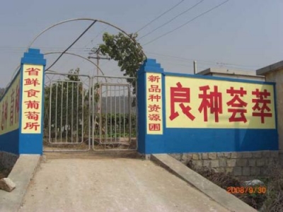 【娱乐】山东省鲜食葡萄研究所