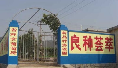 【娱乐】山东省鲜食葡萄研究所