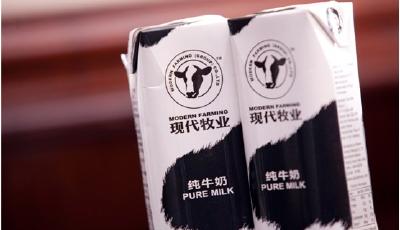 現代牧業病牛出售前是否產奶及奶源流向存疑