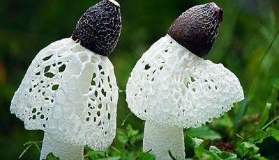 京25種食品停售 當當網售竹蓀重金屬超標