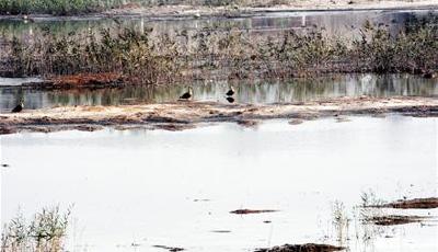 大沽河"紅利"多小沽河接著"治" 今冬明春投資18億修水利