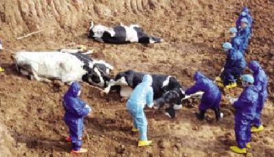 養殖業黑幕：現代牧業近40頭帶病奶牛被毀尸滅跡(圖)