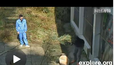 四川飼養(yǎng)員打熊貓 官方:系糾正不良行為(圖)