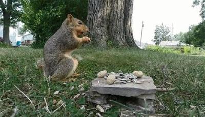 松鼠誤將相機(jī)當(dāng)作異性 對其“性侵”被拍(圖)