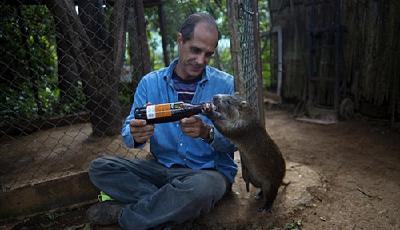 古巴硬毛鼠變萌寵 愛喝酒與主人玩“親親”