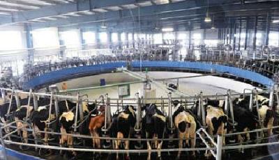 現代牧業寶雞牧場每年有員工被查出染上布病