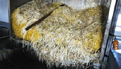 北京泡藥豆芽日銷20噸 違禁成分超標(biāo)200余倍