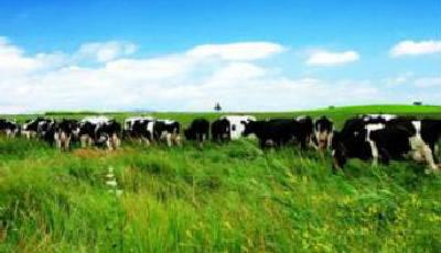 國內(nèi)奶牛配種退化 多因素制約乳業(yè)發(fā)展