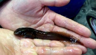 瀕危物種峨眉髭蟾 竟被做野味上餐桌價格168元一斤