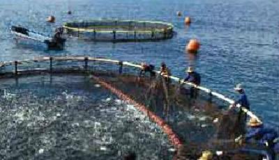 “扇貝門”仍迷霧重重：獐子島急拋補償、降薪一攬子方案