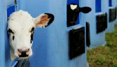 乳企扎堆海外建廠 國內需求減少或逼奶農殺牛