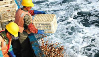 獐子島“偏袒”扇貝 海參鮑魚不答應(yīng)