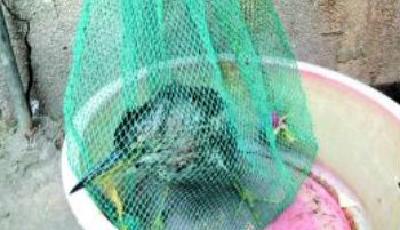 吃野味之風又起專家：傳播病毒的危險性極高