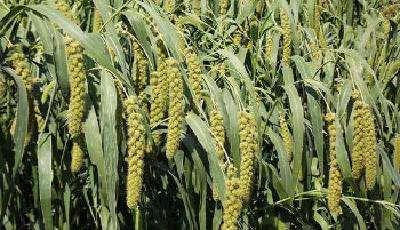 糧食安全保障力度加碼 谷物播種不低于14億畝