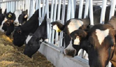 現代牧業高利潤難解污染結:搬遷只是將問題轉移