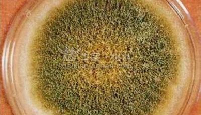 “吉祥結(jié)”花生油含強致癌黃曲霉毒素B1 