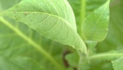 中國稱考慮提煙草制品稅收和價格 維護公眾健康