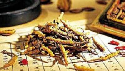 冬蟲夏草行業亂象叢生關注度逐漸升溫 行業標準空懸