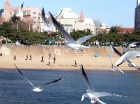 越冬海鷗起舞棧橋 成為島城冬日美景 