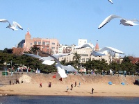 越冬海鷗起舞棧橋 成為島城冬日美景 