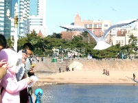 越冬海鷗起舞棧橋 成為島城冬日美景 
