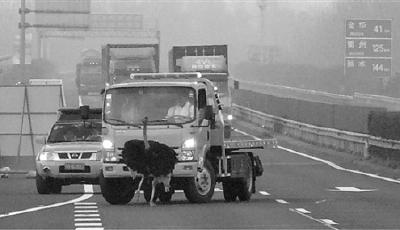 任性鴕鳥(niǎo)鬧高速和集裝箱車(chē)賽跑 主人：悶壞了