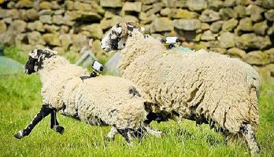 英國(guó)科學(xué)家給羊裝數(shù)字項(xiàng)圈 使其變身Wi-Fi熱點(diǎn)