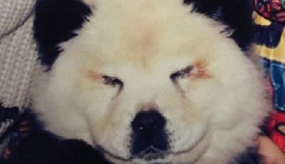 意馬戲團將兩只松獅犬涂成黑白兩色扮熊貓騙錢