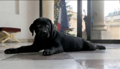 奧朗德收可愛小狗當禮物 法總統(tǒng)多愛養(yǎng)犬