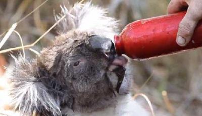 澳大利亞高溫致多處山火 考拉向人類討水喝