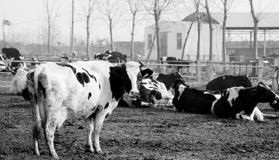 奶農用牛奶澆地系謠言 官員：進口奶粉帶來沖擊