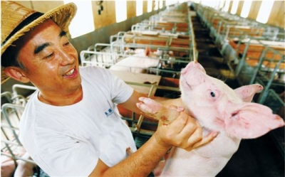 猪肉价格“上蹿下跳” 养猪企业遭遇大面积亏本