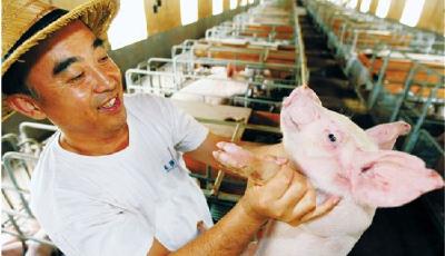 豬肉價格“上躥下跳” 養豬企業遭遇大面積虧本