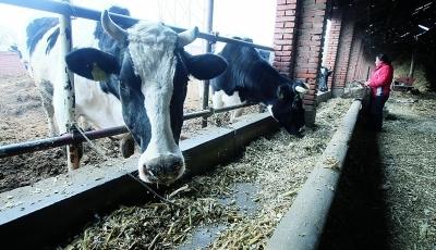 奶農“流汗又流淚”　“奶荒”“奶剩”怪圈怎么破？