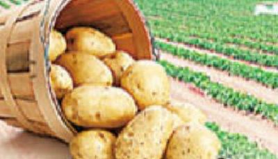 農業部：讓土豆當干糧 不是因為咱缺糧