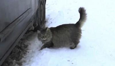 流浪貓寒冬用身體溫暖棄嬰救其命 獲贊英雄