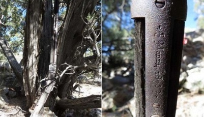 美一棵松樹下發(fā)現(xiàn)百年前長槍 與樹融為一體(圖)
