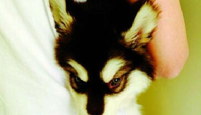 王思聰愛犬走紅：狗鏈要愛馬仕 不是斐泉水就塞牙