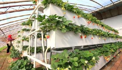 致富新亮點 即發“立體草莓”助農節地又增收