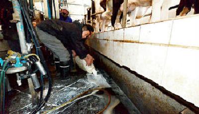 山東奶農頭疼奶剩 專家:自媒體妖魔化中國乳業