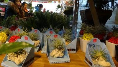 市場過年氣氛濃 情人節(jié)鮮花價格又要漲(組圖)