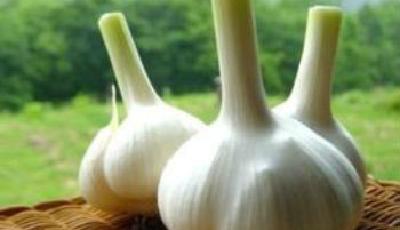 中國(guó)蒜農(nóng)就大蒜被韓退貨致信樸槿惠：請(qǐng)給個(gè)交代