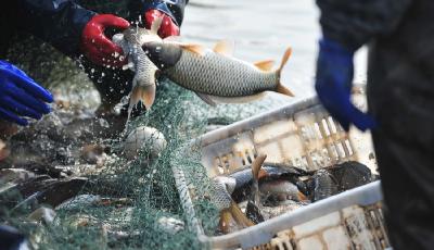 男子偷走錦鯉賣不出 煮火鍋一口吃掉"3萬元"