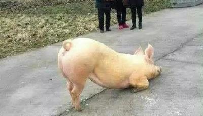 阿彌陀佛過節別殺我 豬跑到寺院門口跪拜