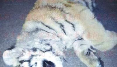 山東死老虎飼養人稱待其如子 受鞭炮驚嚇從高樓墜亡