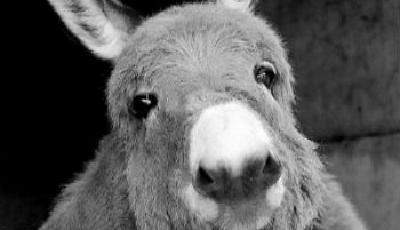 不甘放棄的驢奶生意 雞肋還是朝陽產業