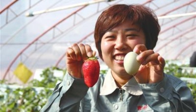 夏莊采摘節(jié)開幕草莓“打頭陣”