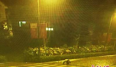 四川映秀街頭現(xiàn)大熊貓 悠閑翻門跳花臺(tái)回家