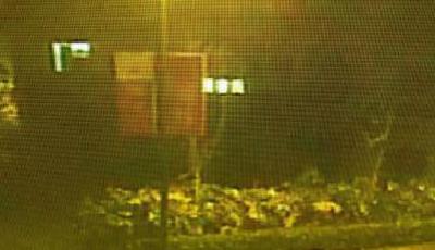 四川映秀鎮街頭發現大熊貓 深夜悠閑逛街